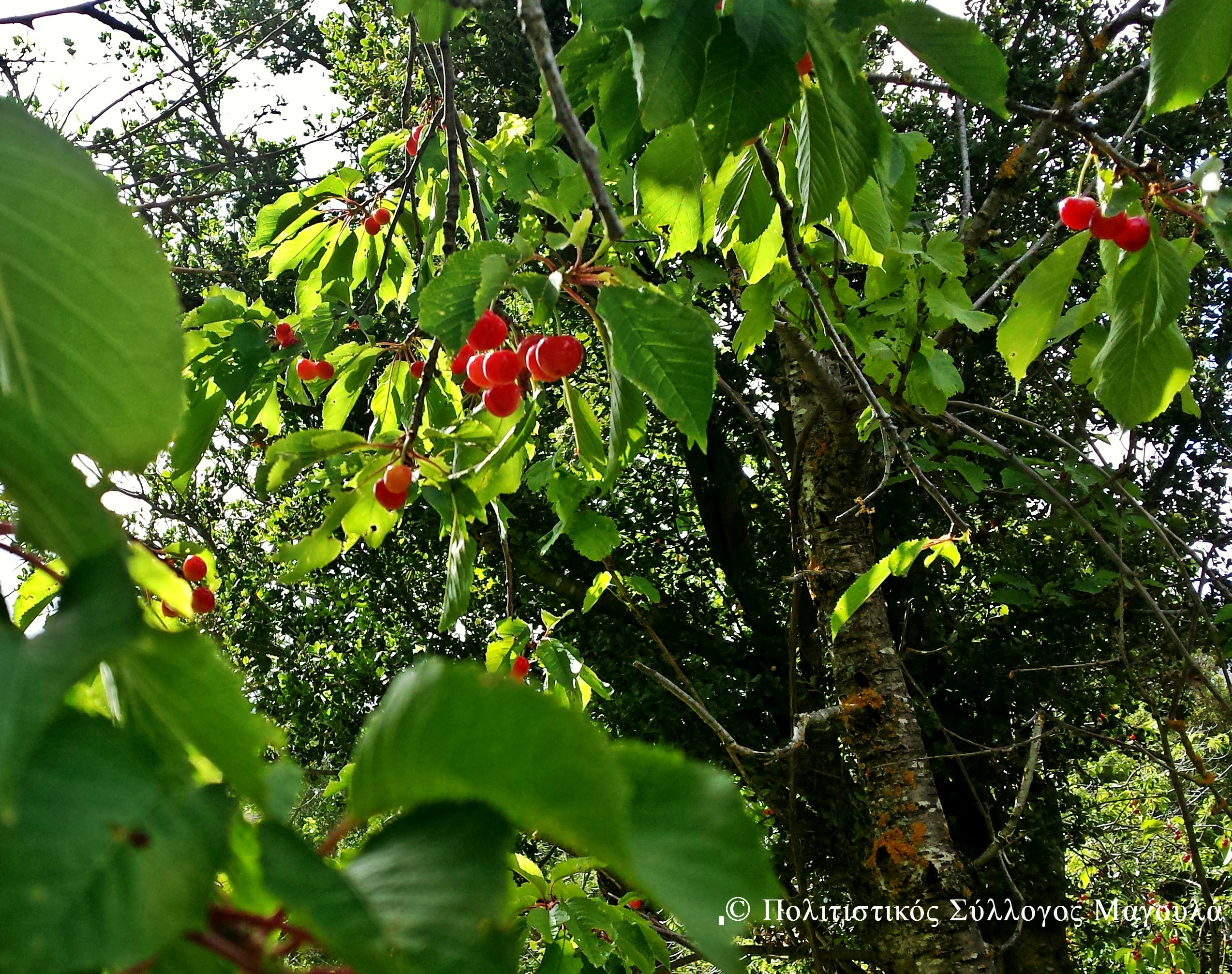 Τα κεράσια του Κλώρου- The cherries of Kloros