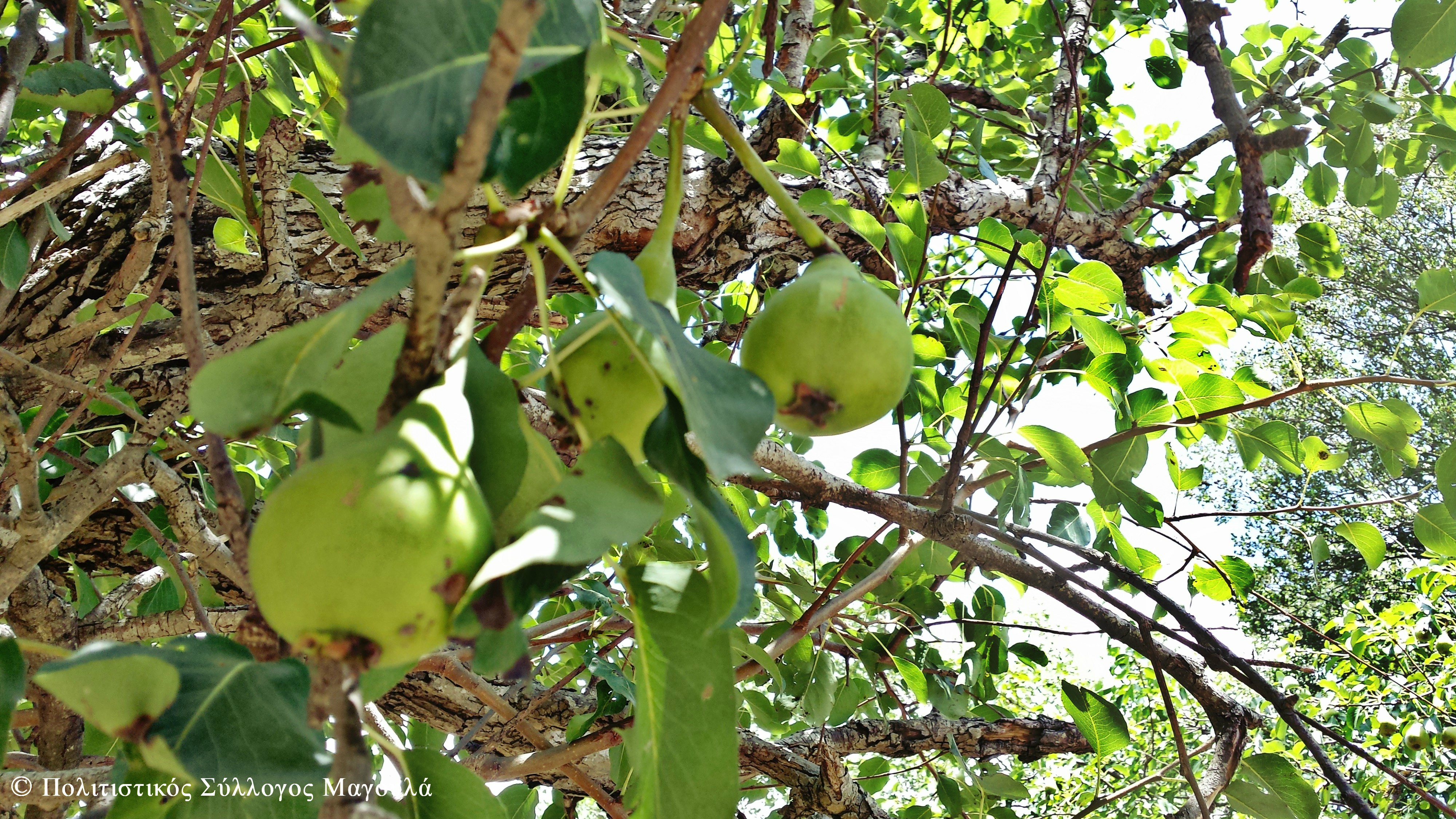 Αχλαδιές στα Ριμάμπελα- Pear trees in Rimabela